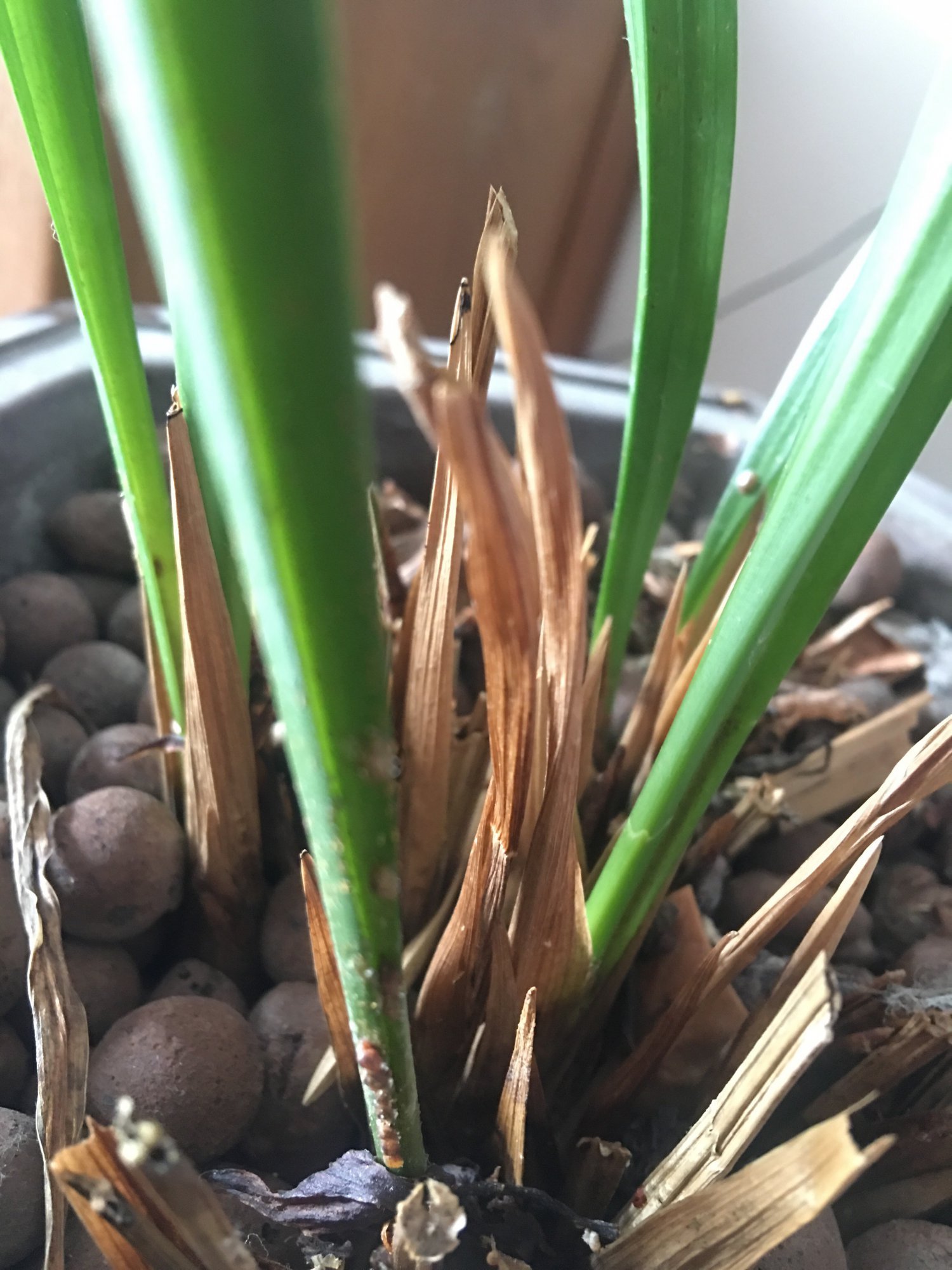 请问这个是什么虫子啊我的墨兰长虫子了求帮助急急急