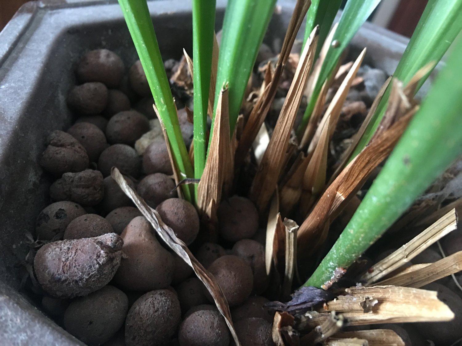 请问这个是什么虫子啊我的墨兰长虫子了求帮助急急急