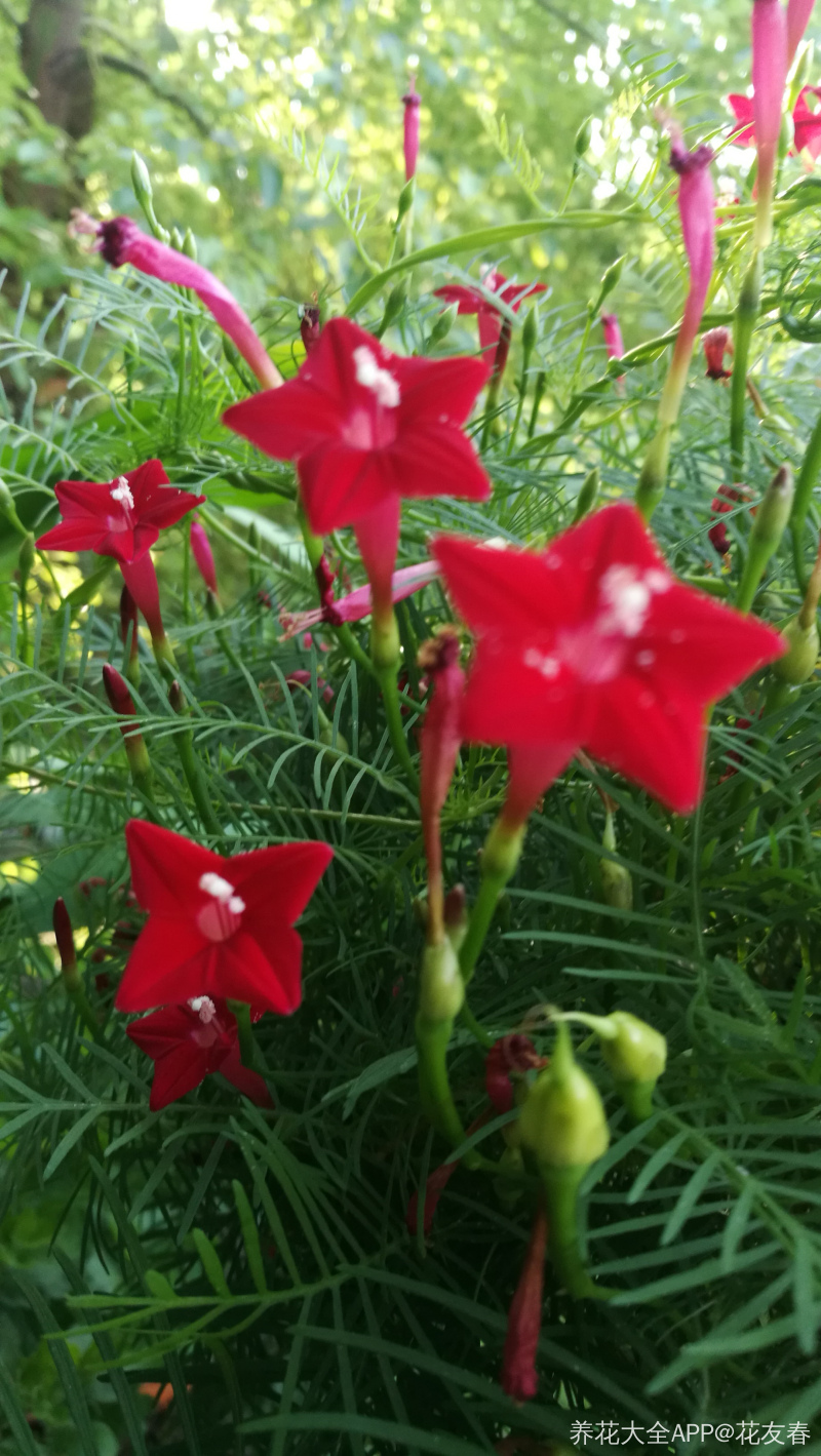 茑萝花 小小的五角星 茑萝花 小小的五角星