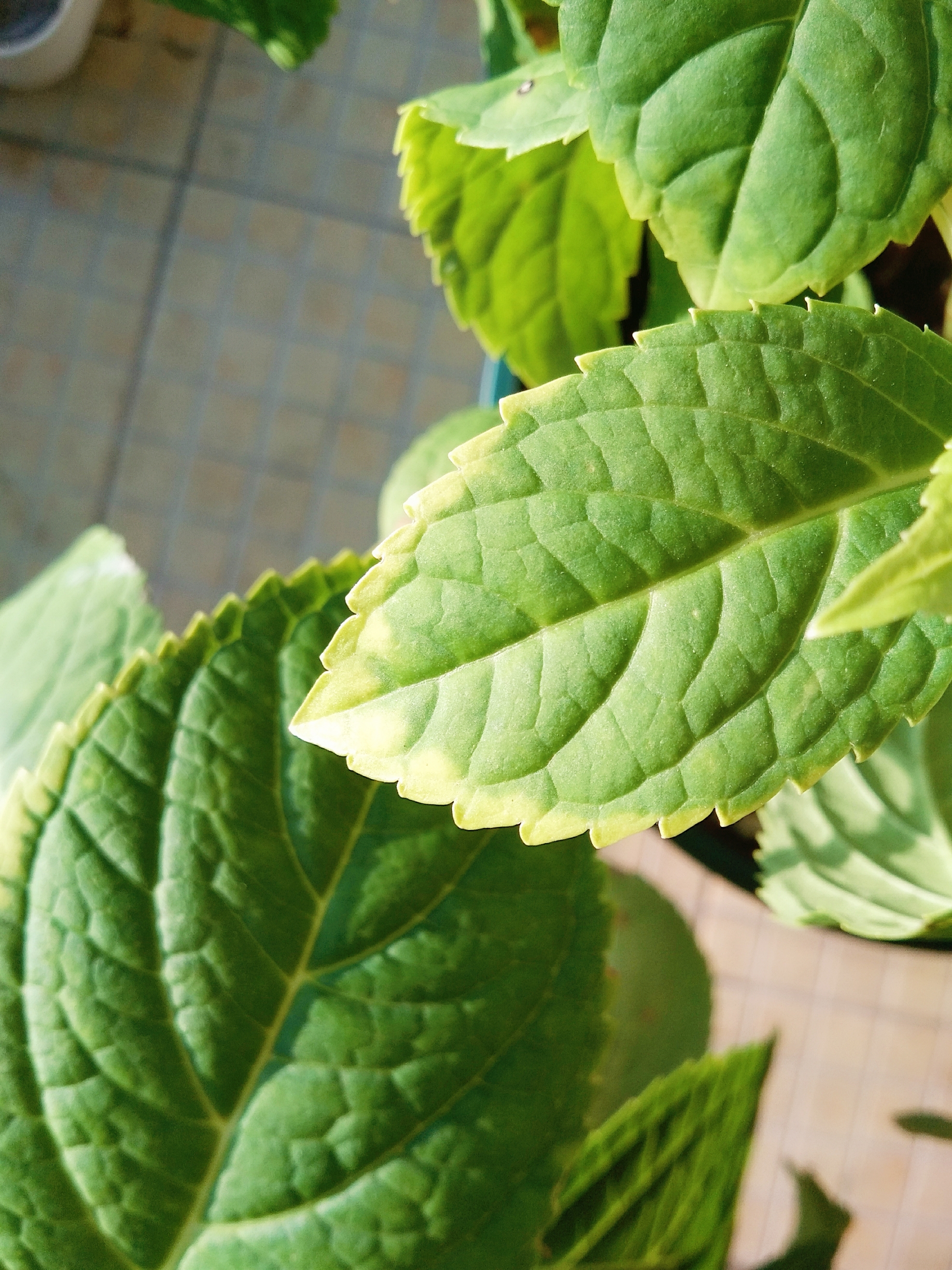 请教无尽夏老叶下垂打卷咋回事