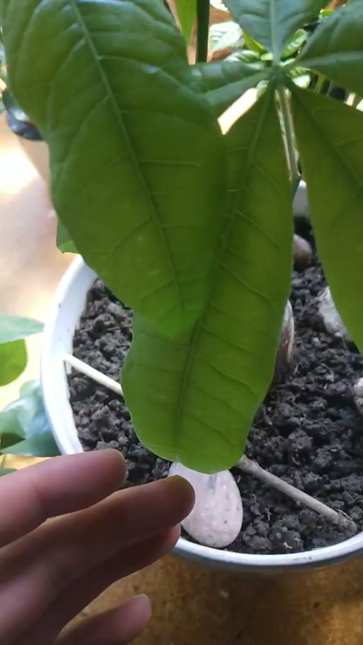 麻烦各位看看我这发财树怎么了叶子发软有白点