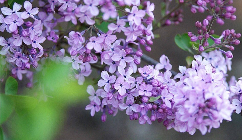 丁香花花語養殖方法和注意事項