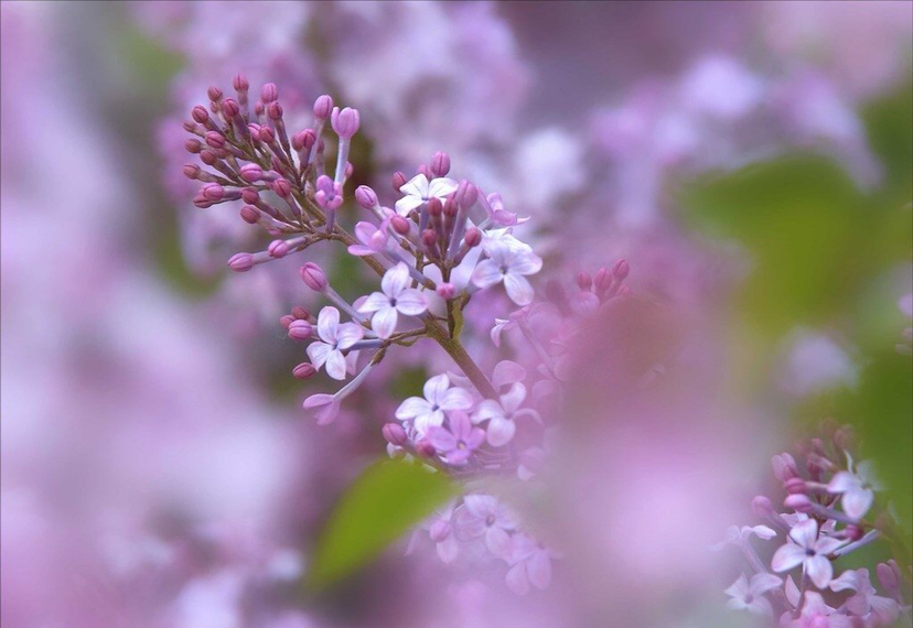 丁香花花語養殖方法和注意事項