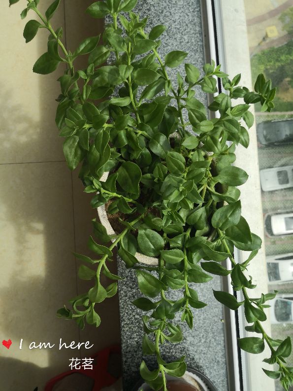 为啥牡丹吊兰只长叶片不开花?