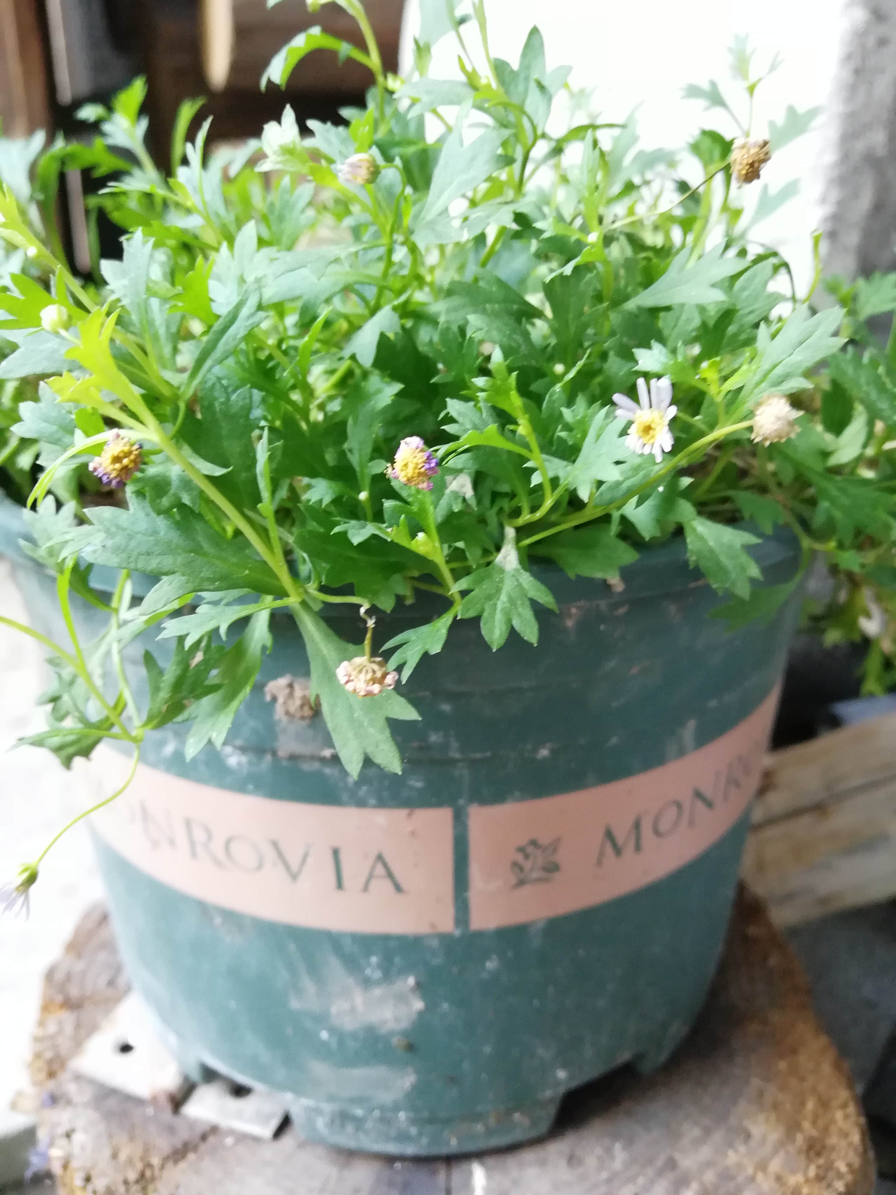 姬小菊刚买几天这算是缓过来了吗看花都干枯了是开败了吗