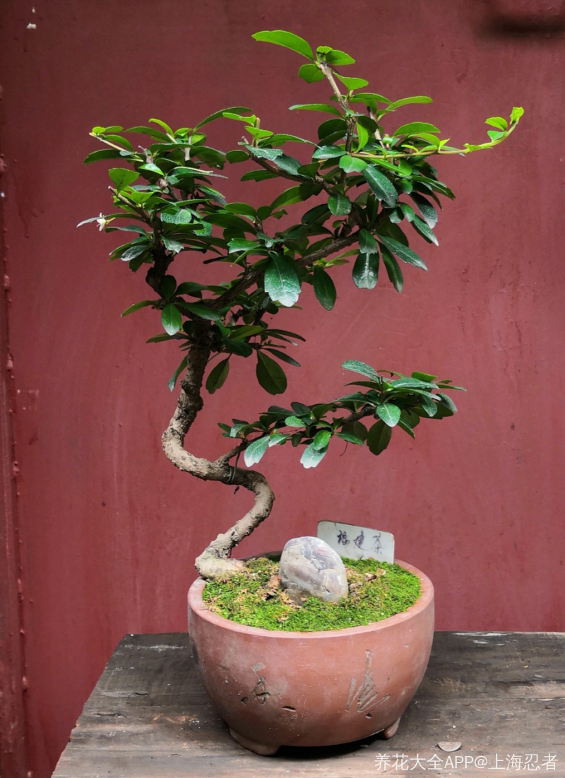 你晒开花我拗造型福建茶