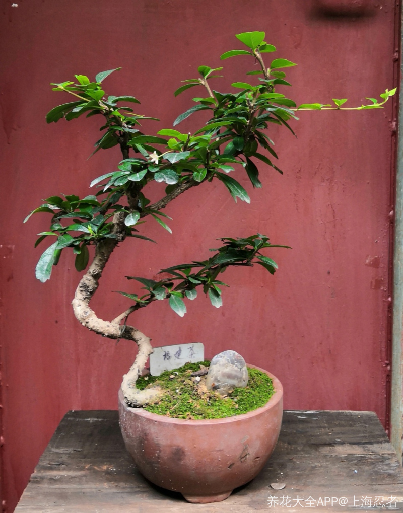 你晒开花我拗造型福建茶