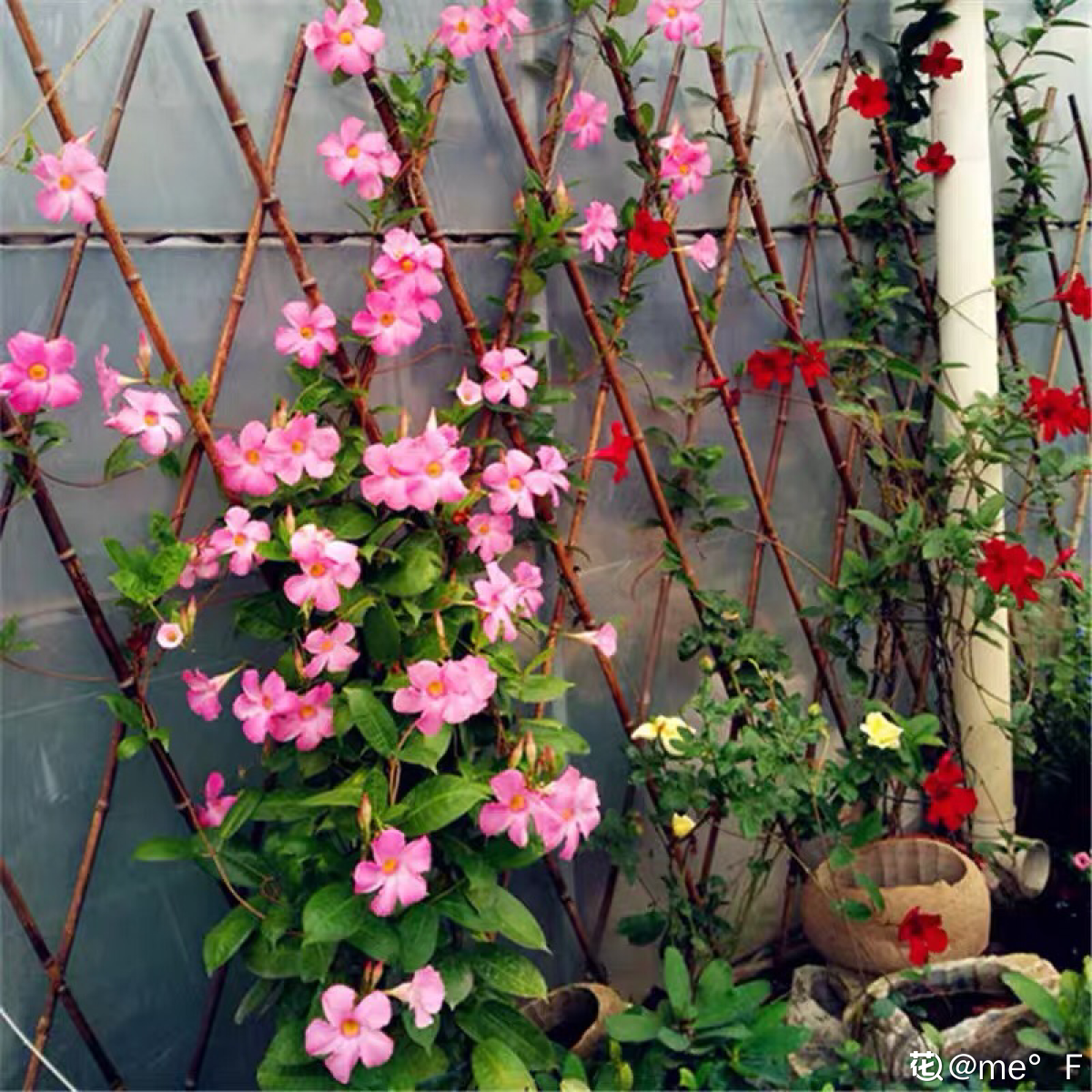 上海植物园桂花集体飘香 - 知乎