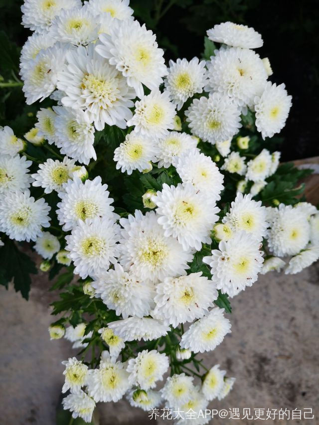 家庭可以养白菊花吗 家庭可以养白菊花吗