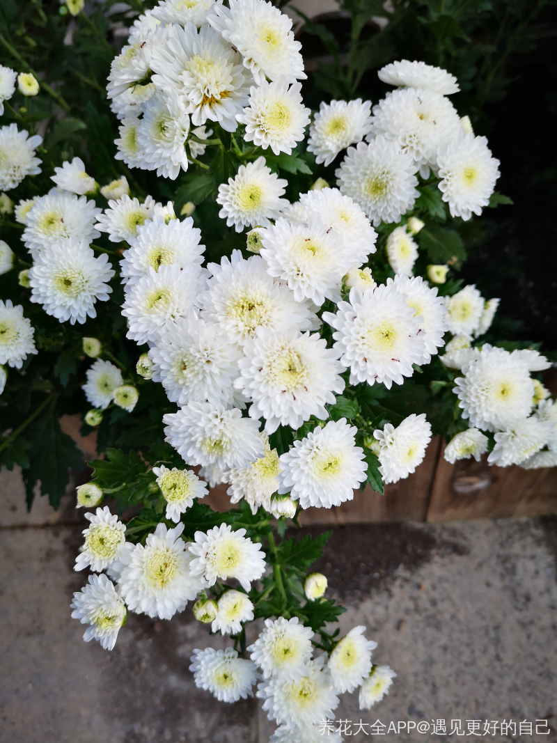 家庭可以养白菊花吗 家庭可以养白菊花吗