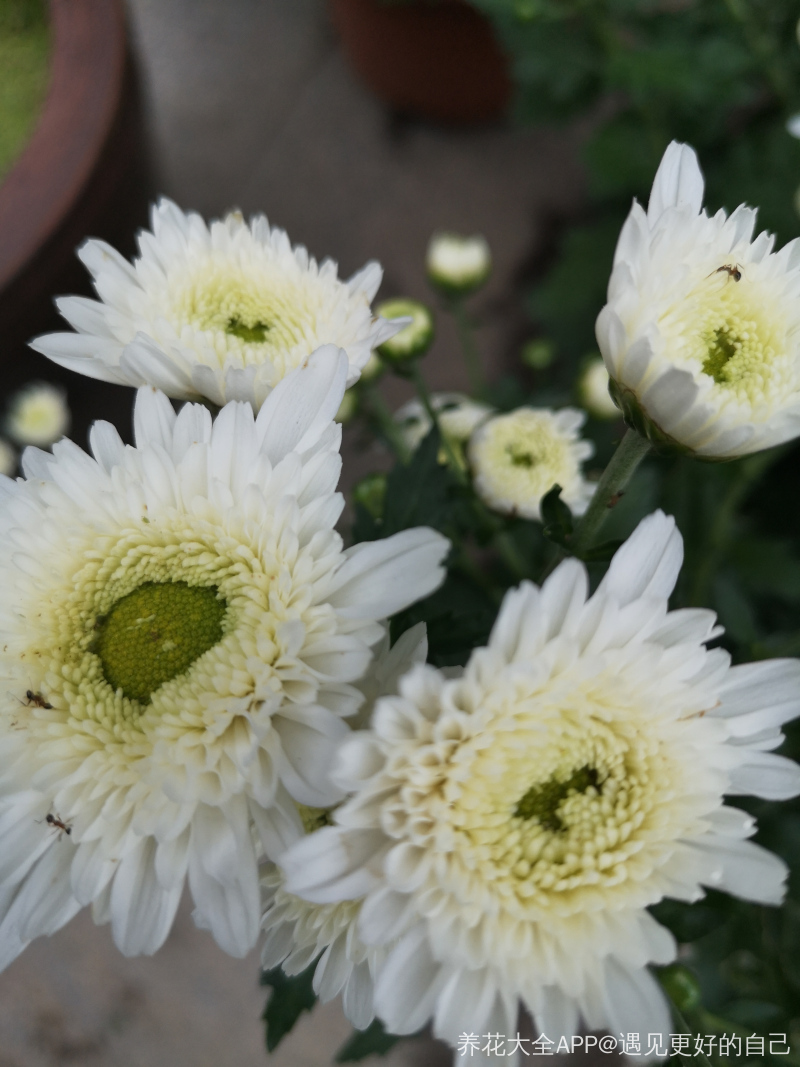 家庭可以养白菊花吗 家庭可以养白菊花吗