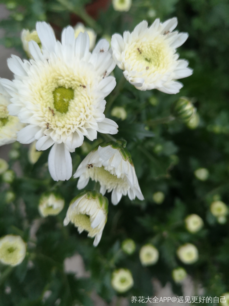 家庭可以养白菊花吗 家庭可以养白菊花吗