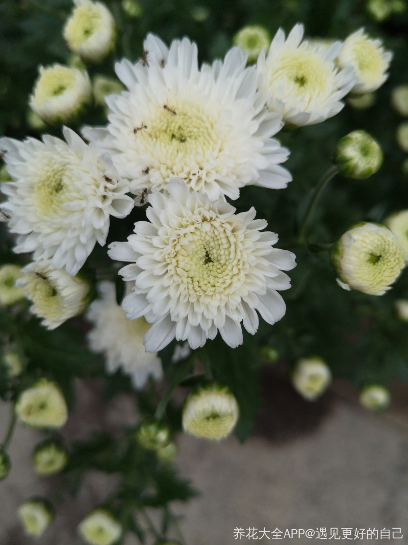 家庭可以养白菊花吗 家庭可以养白菊花吗