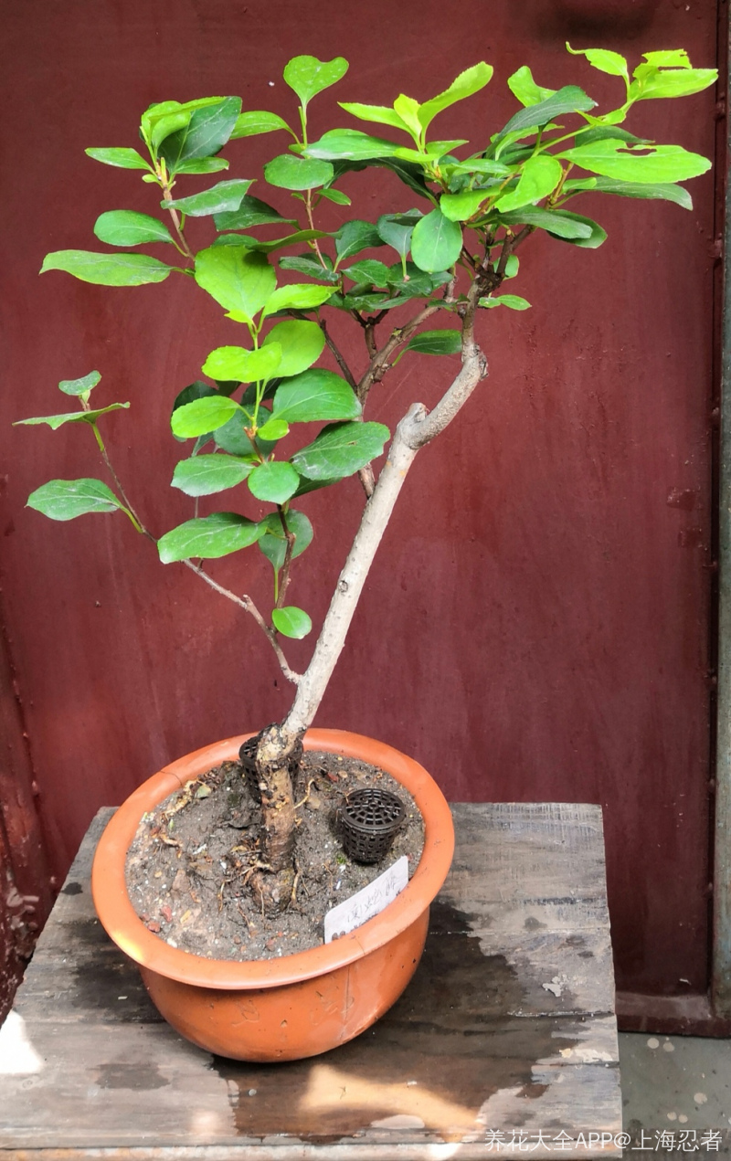 南蛇藤～小盆栽