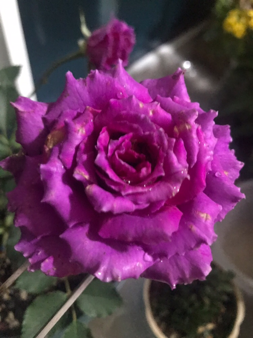 月季草药