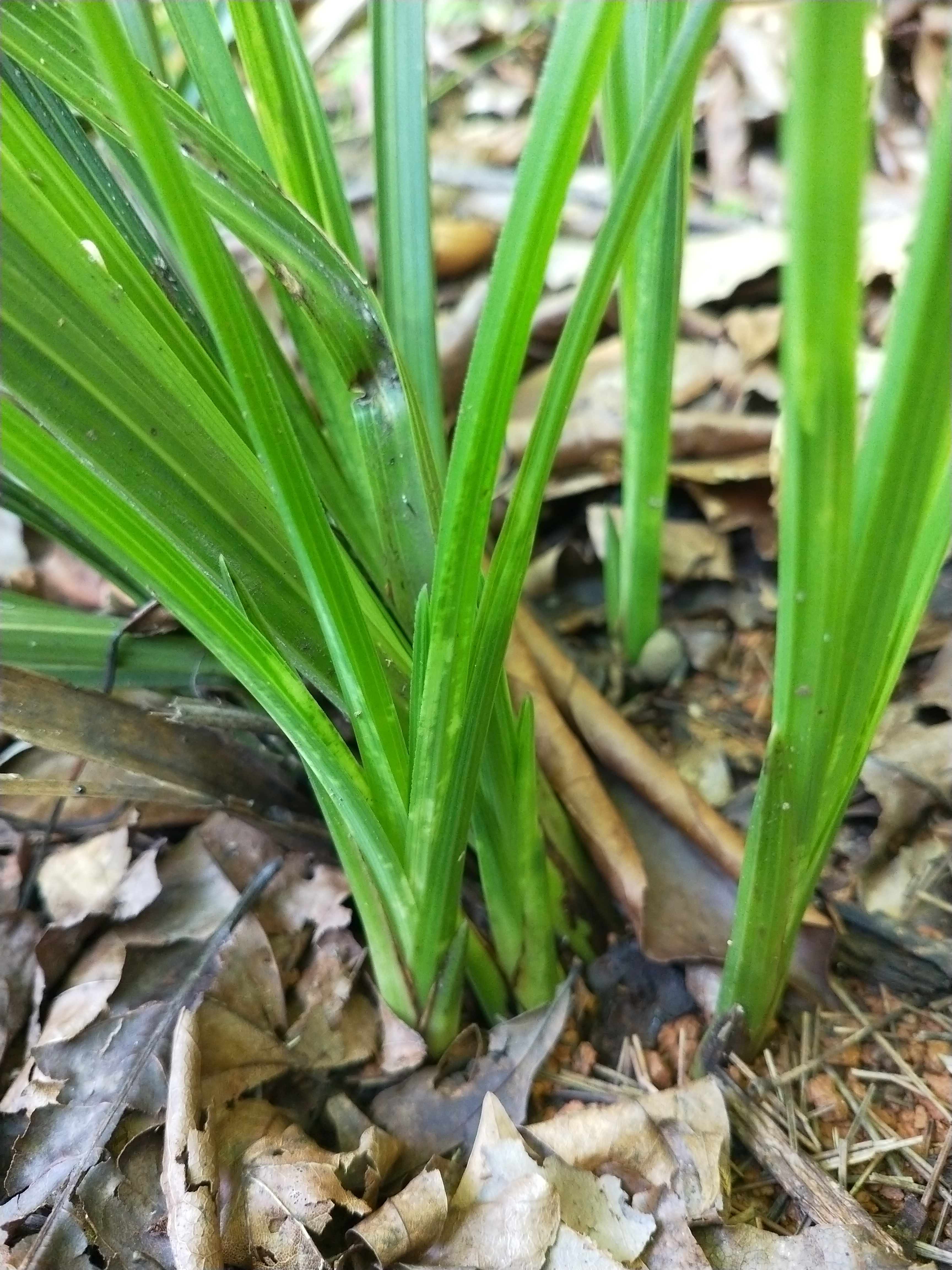 下山兰进化艺三