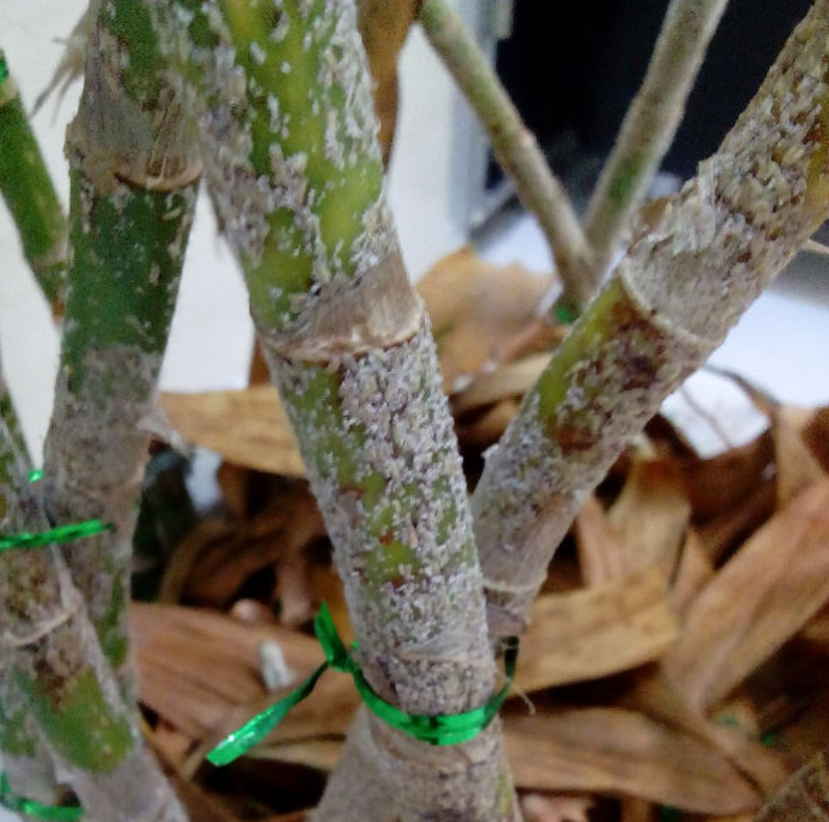 富贵竹茎杆生虫怎么办