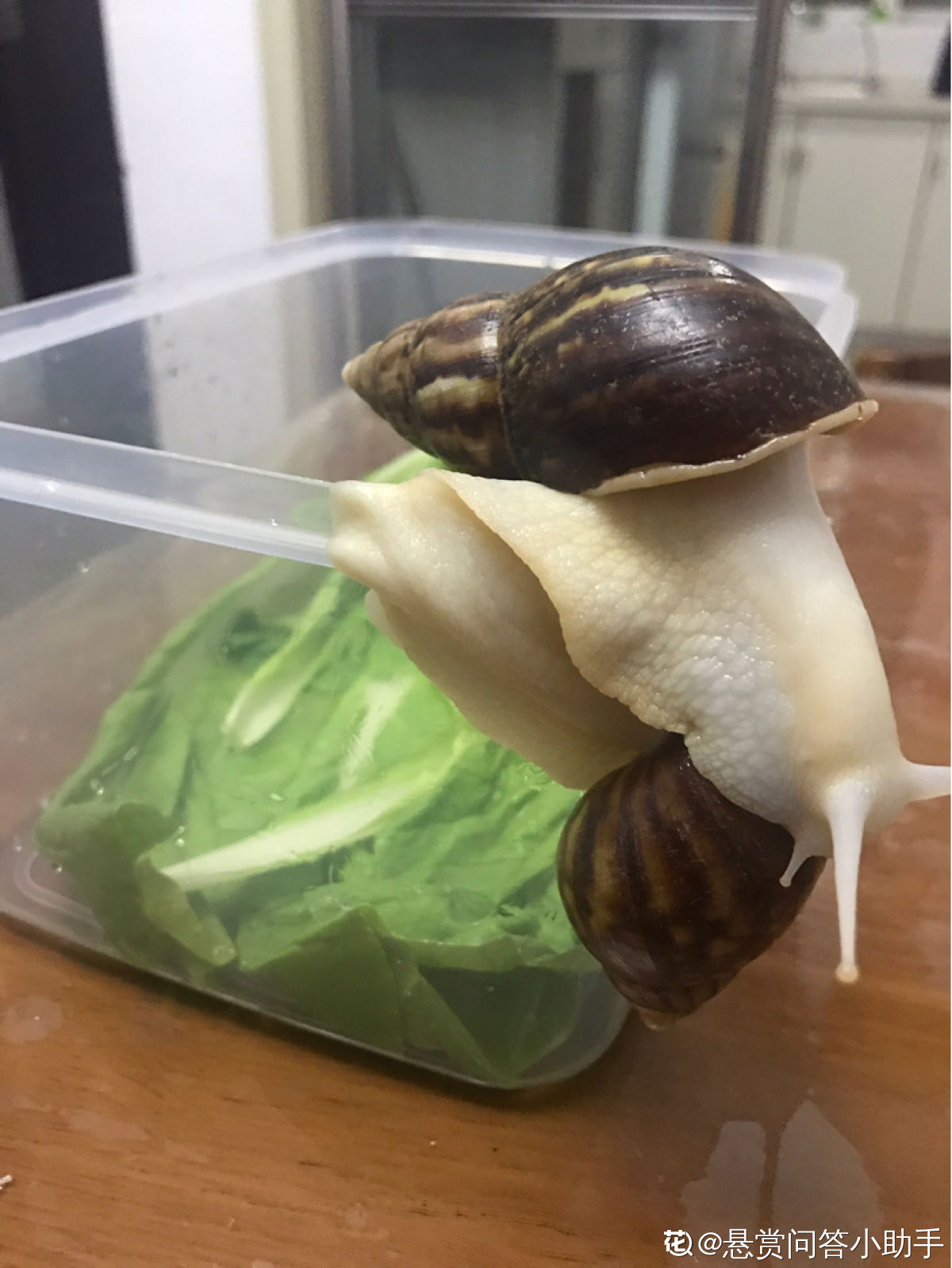 白玉蜗牛的生活习性 - 知乎