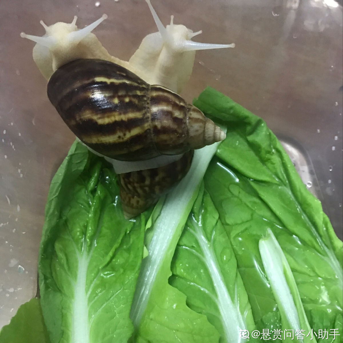 白玉蜗牛 - 搜狗百科