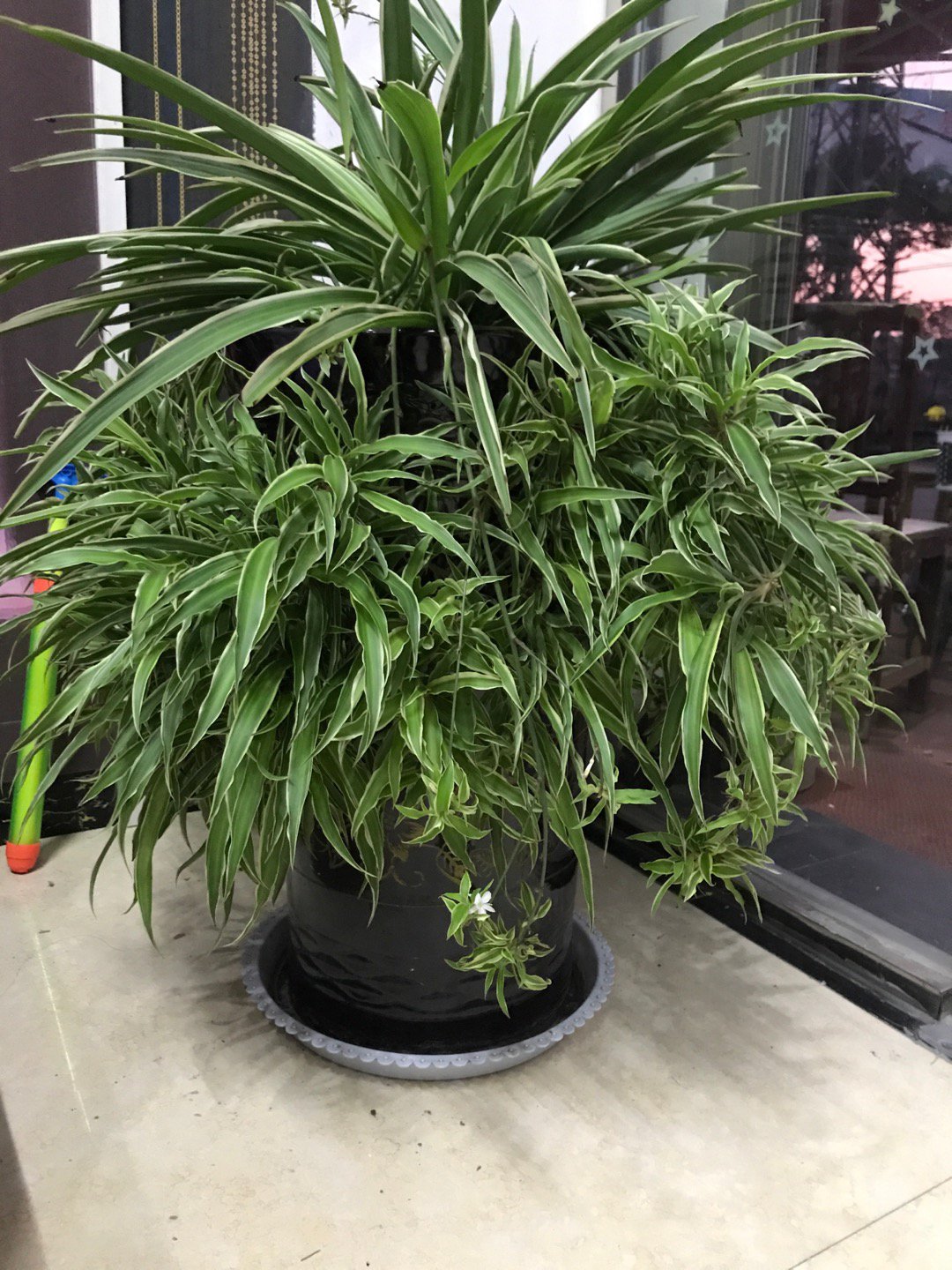 金边吊兰上盆了