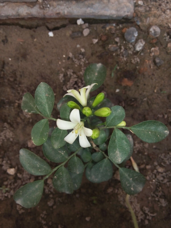 七里香盆栽幼苗怎么养