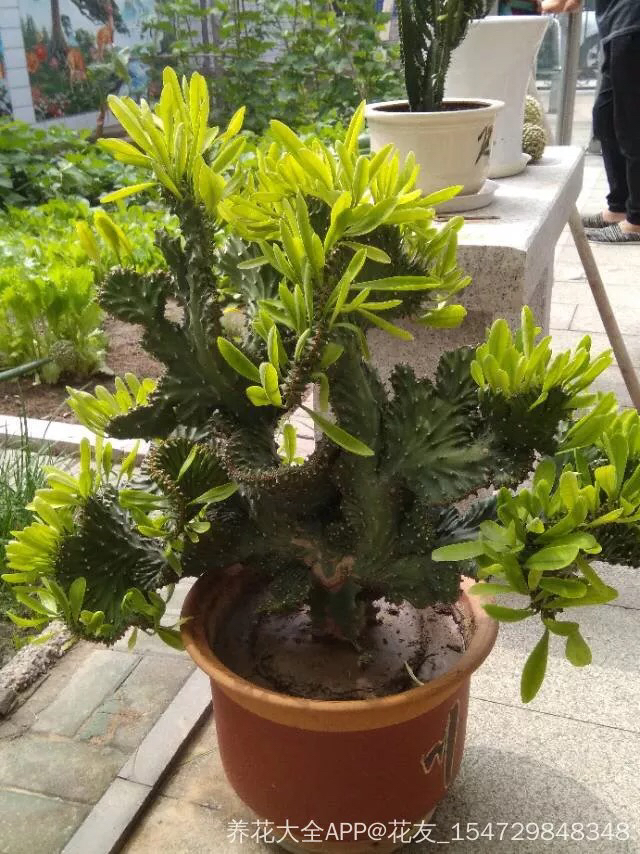 为什么有的麒麟掌没有叶子