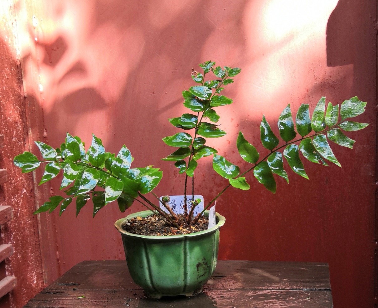 去杭州旅游在虎跑泉城墙石缝里挖的贯众蕨