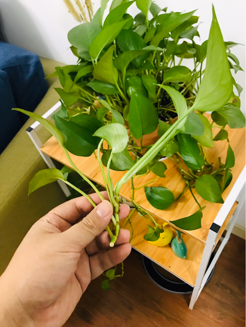 水扦插绿萝的正确方法