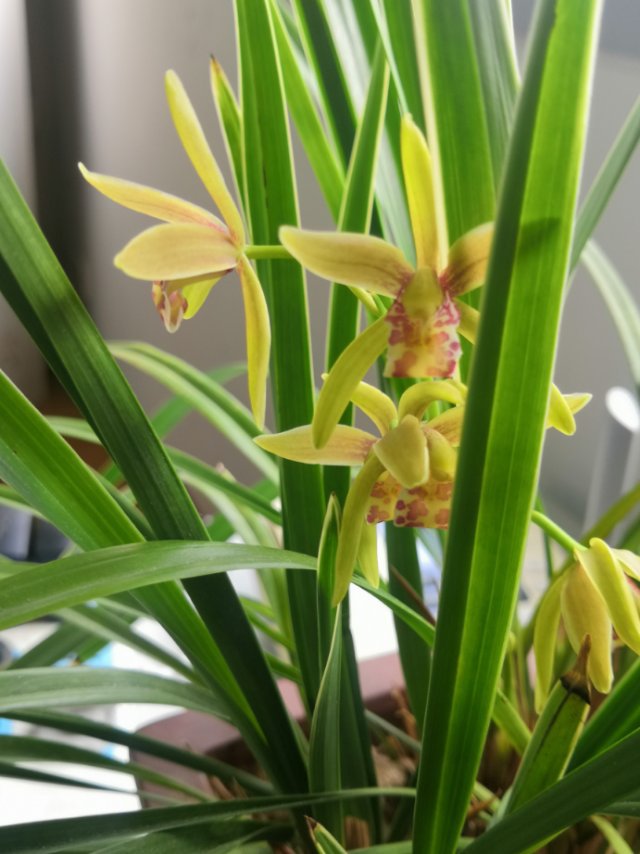 这是啥品种的兰花,请教!