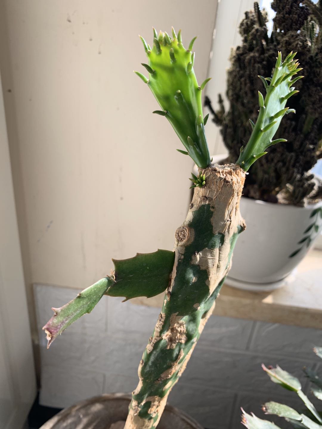 蟹爪兰满满的花苞
