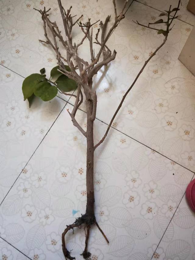 三角梅的根断了还能救活吗怎么救请各位花友指教