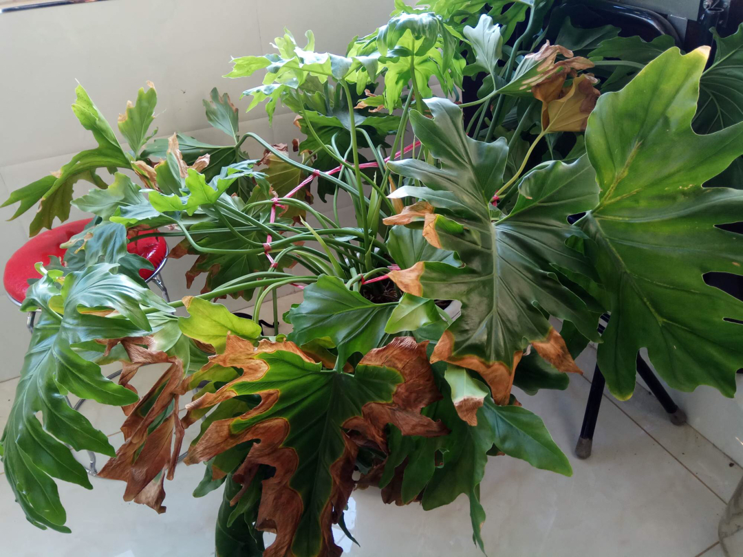 春羽叶子焦边是怎么回事