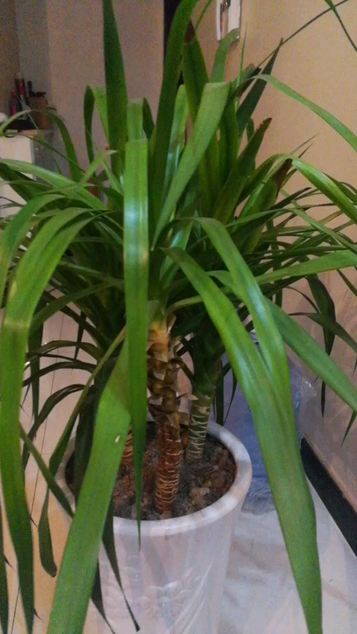 求助龙须树烂根了