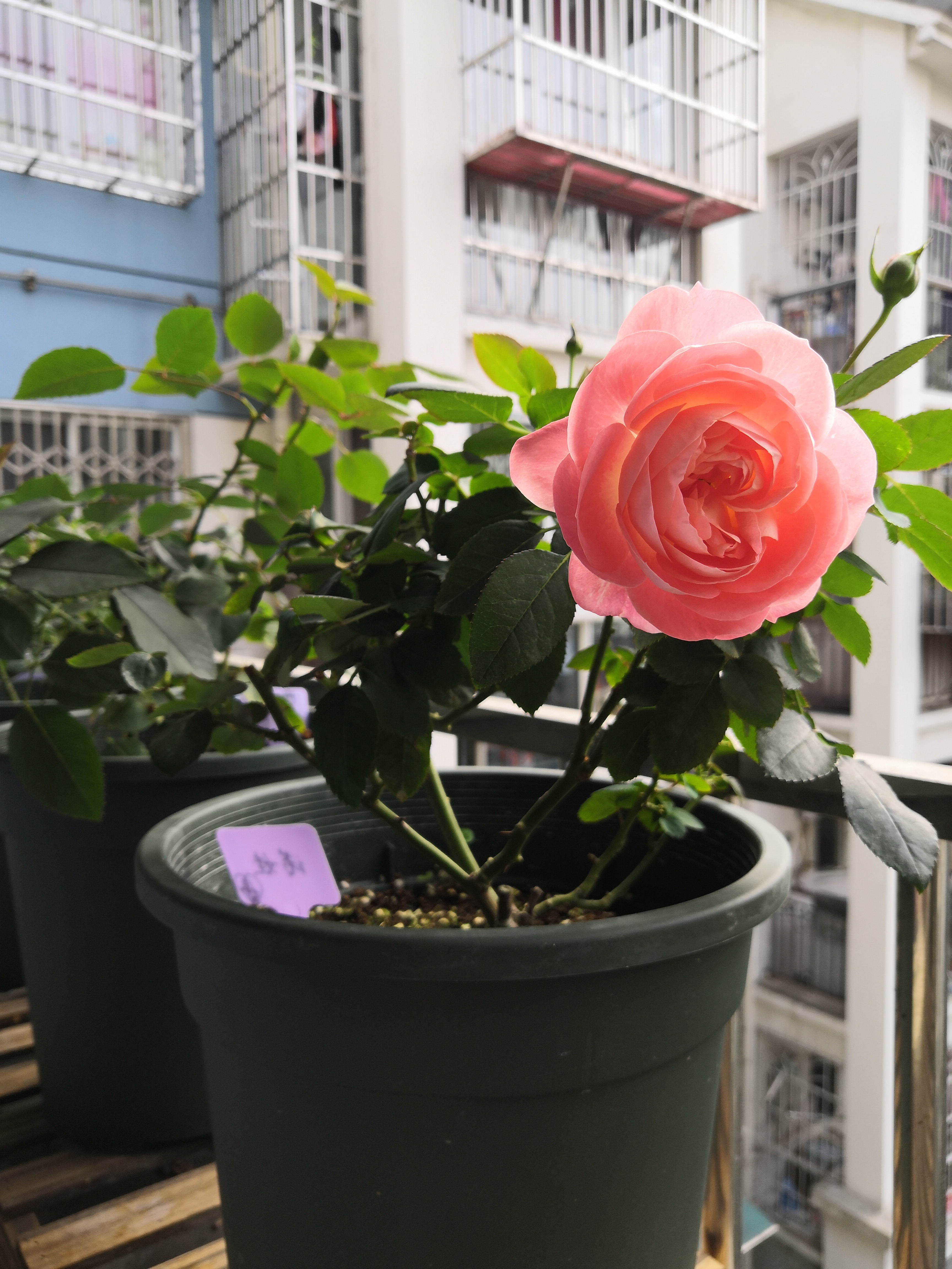 月季之诺娃阳台