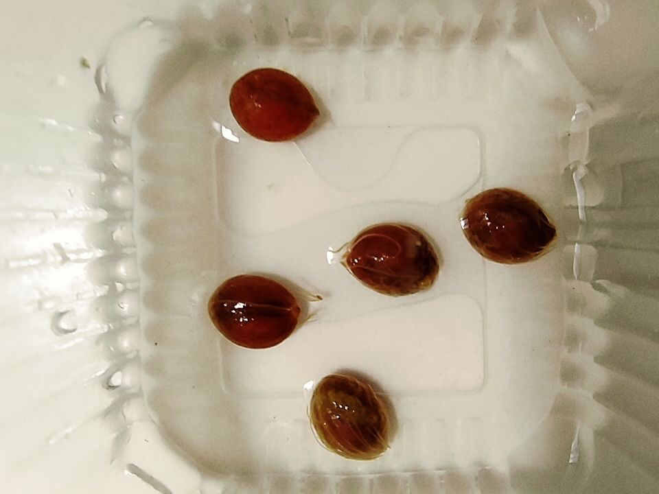 散尾葵种子怎么种泡水十几天怎么不出芽