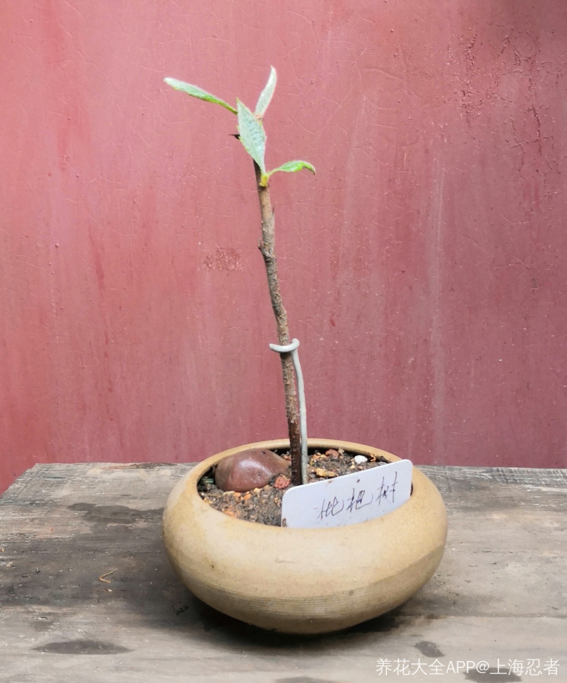 枇杷树也可以小盆栽