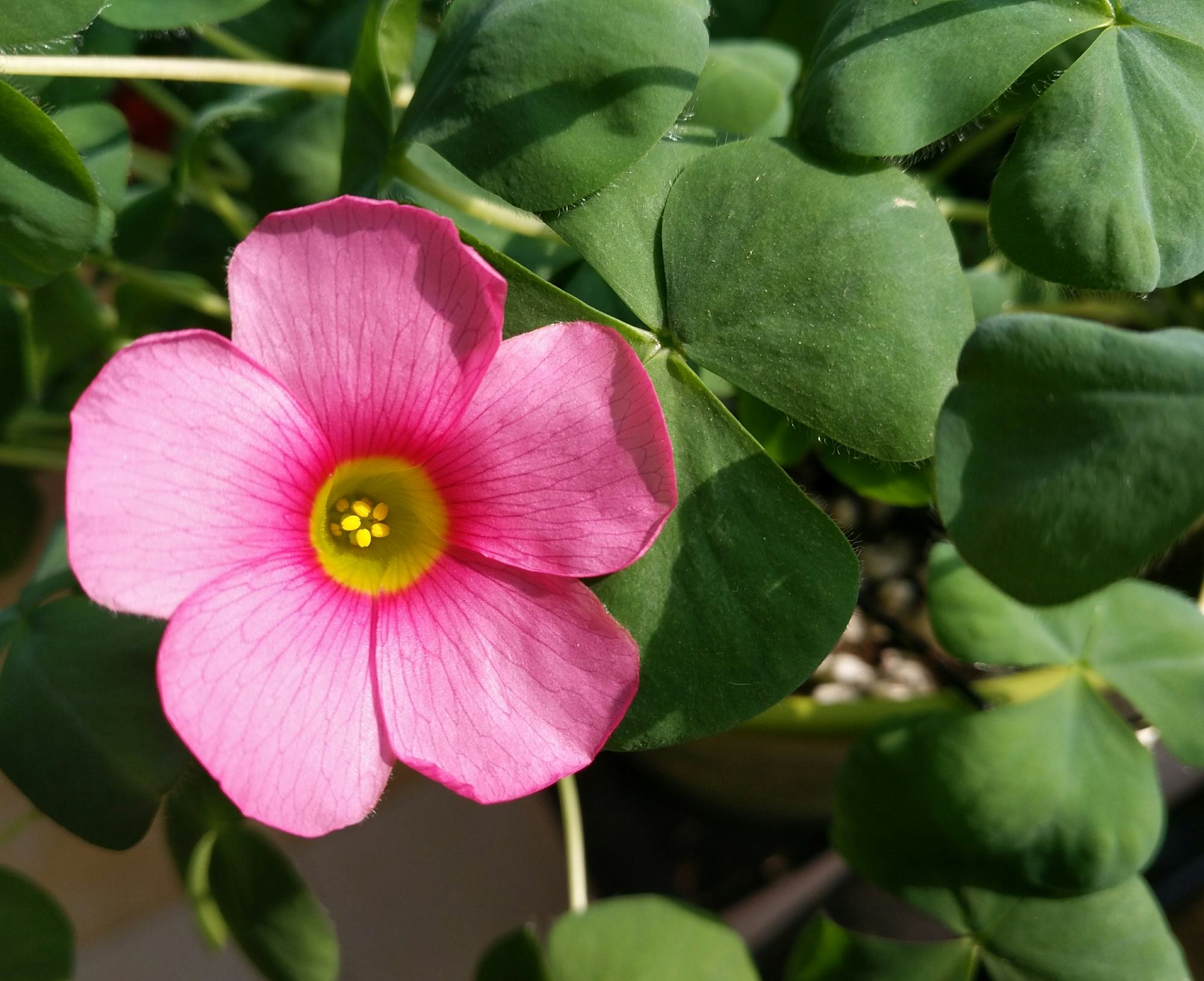 酢浆草开花深粉芙蓉