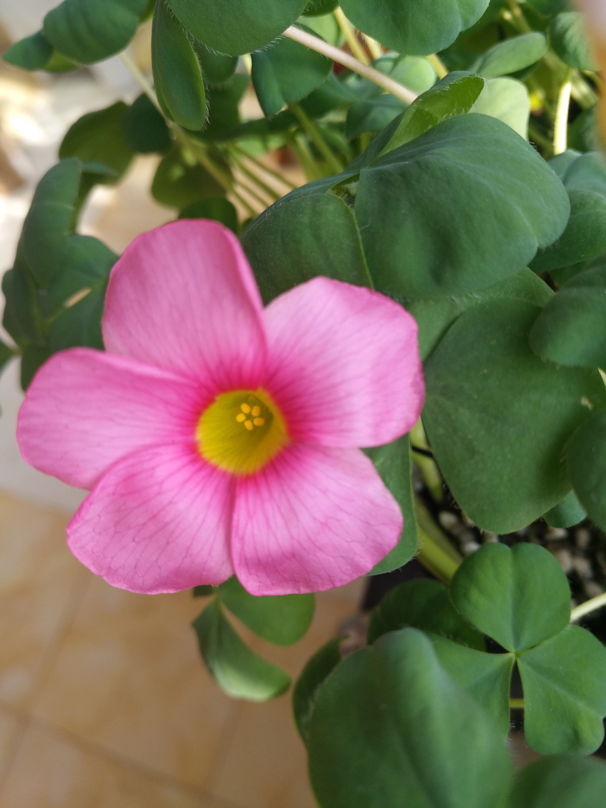 酢浆草开花深粉芙蓉