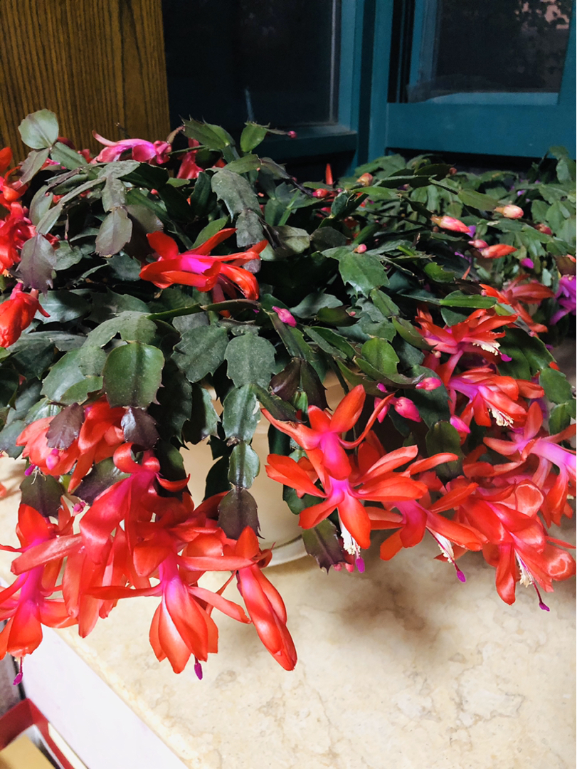 冬之物语开爆盆的蟹爪兰