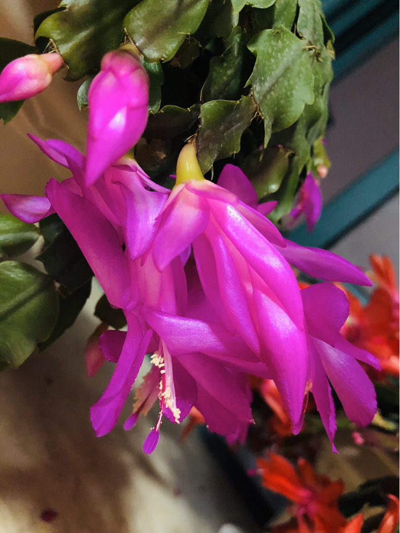 冬之物语开爆盆的蟹爪兰