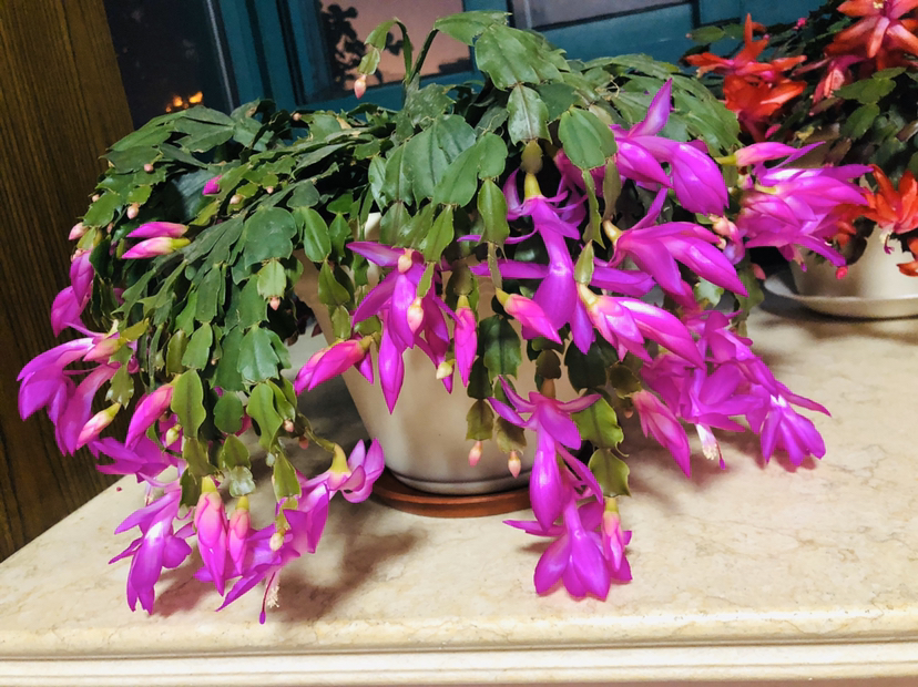 冬之物语开爆盆的蟹爪兰