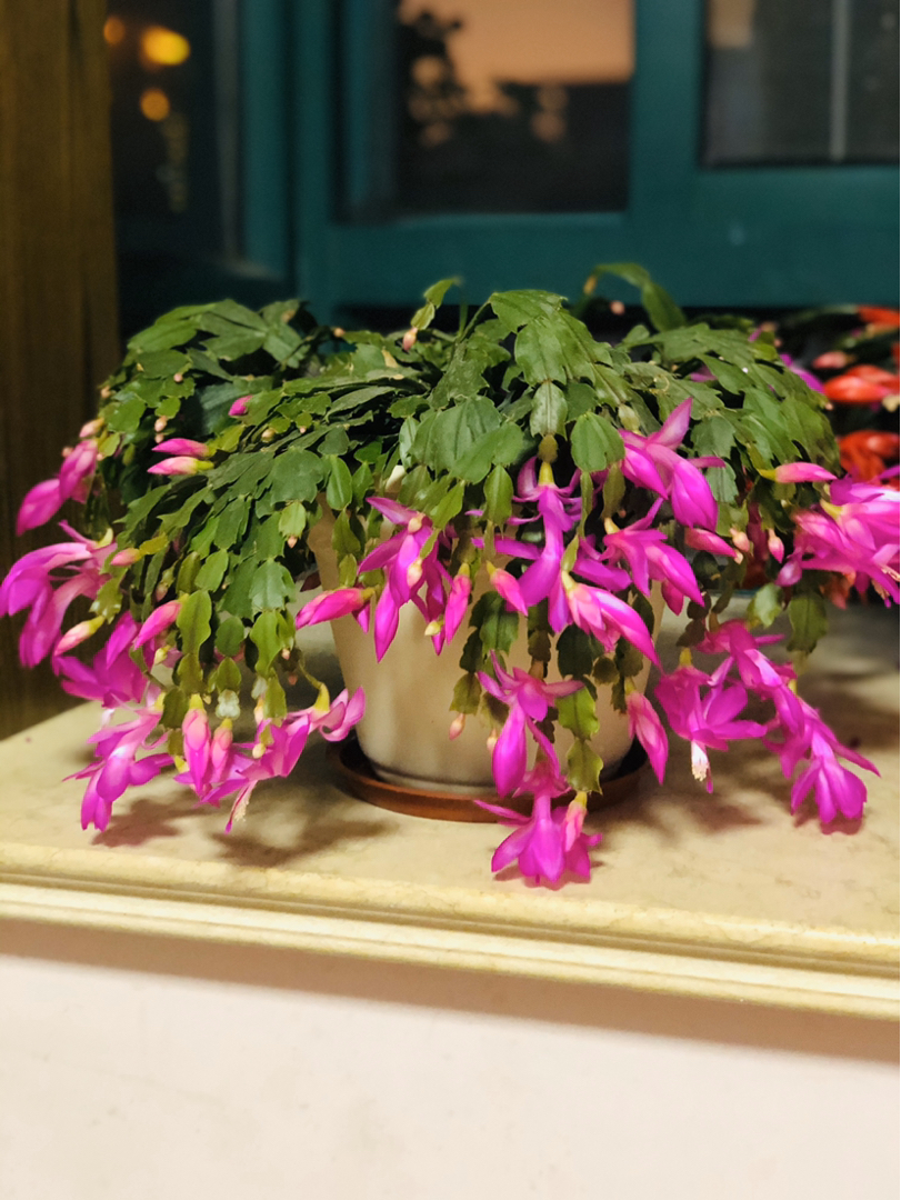 冬之物语开爆盆的蟹爪兰