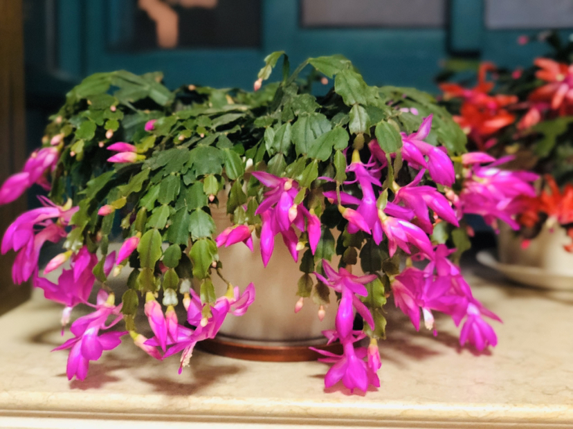 冬之物语开爆盆的蟹爪兰