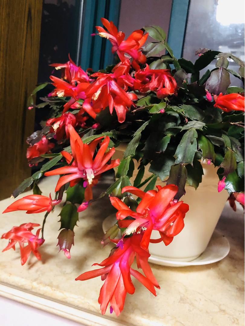 冬之物语开爆盆的蟹爪兰