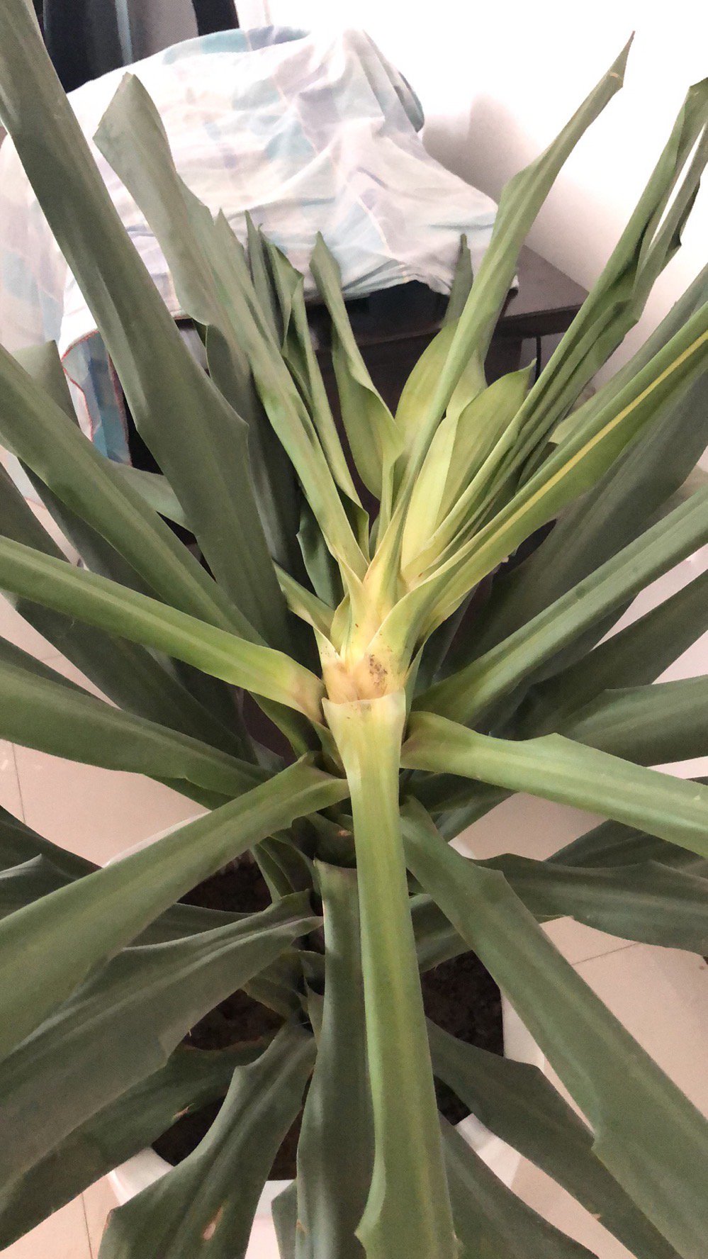 各位好友家里的青云直上这是咋回事还有救没