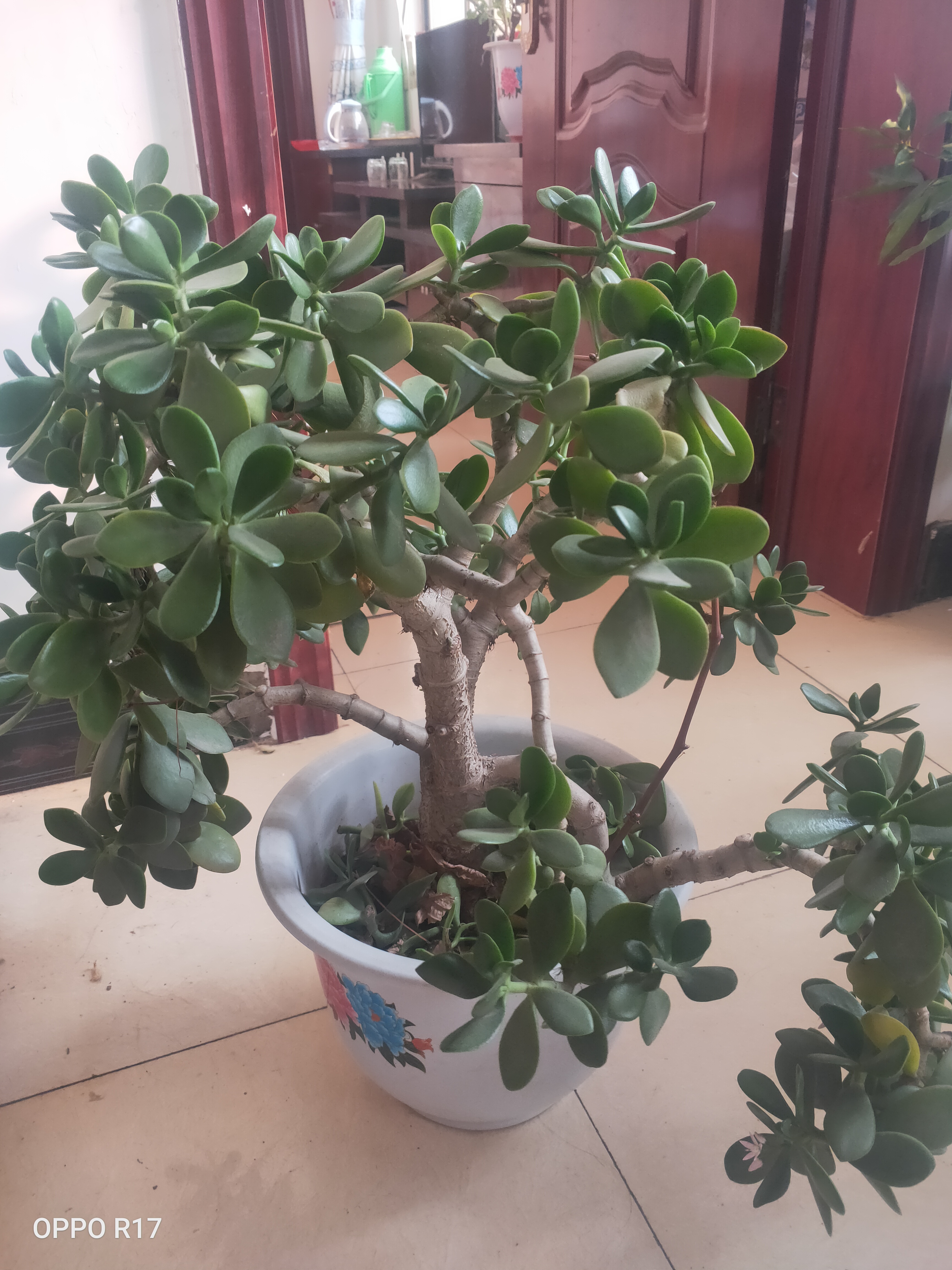 养了好几年的玉树终于开花了