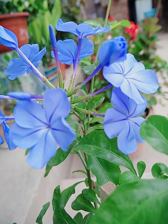 蓝雪,甚是喜欢你的优雅.