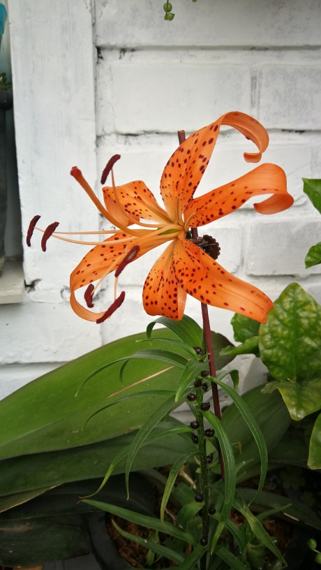 食用百合花图片大全图片