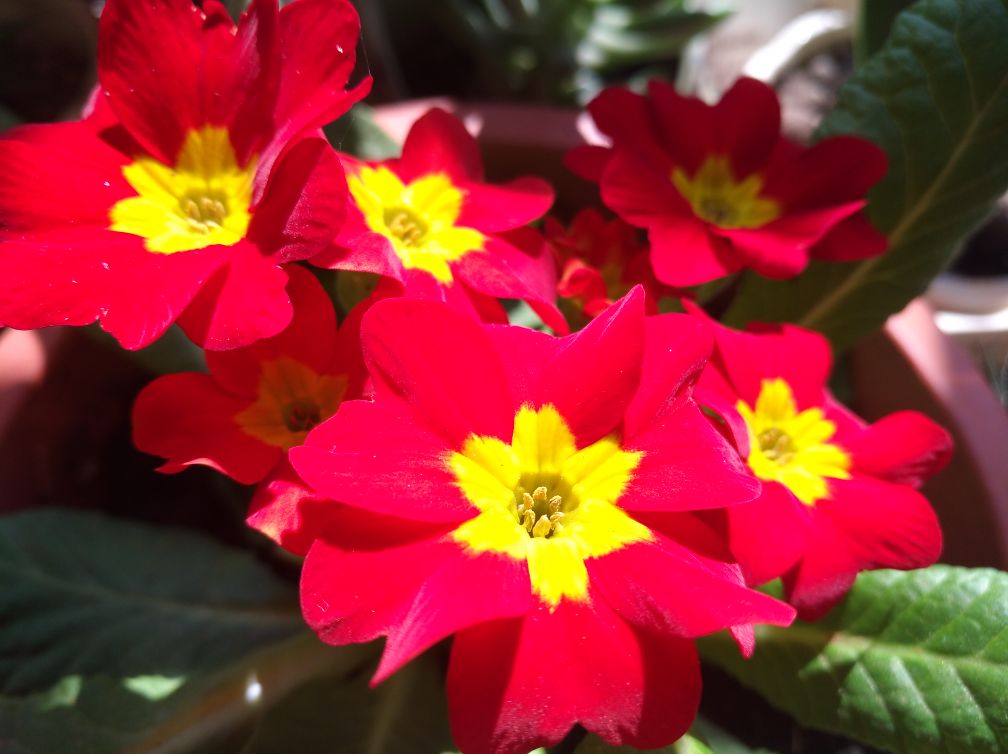 红红火火的报春花