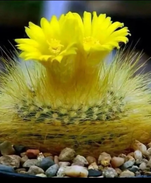 仙气十足的球球花a